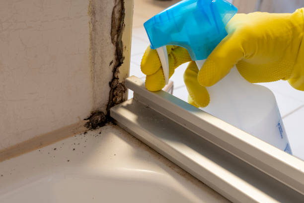 Best Commercial Mold Remediation in New Beaver, PA