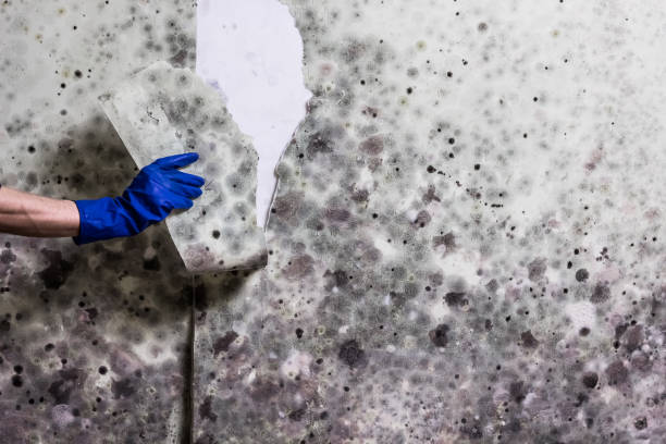 Best Residential Mold Remediation in New Beaver, PA